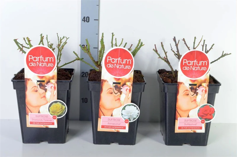 Rosa Mix 'Parfum de Nature' C5 (5 liters kruka) 30-50 cm