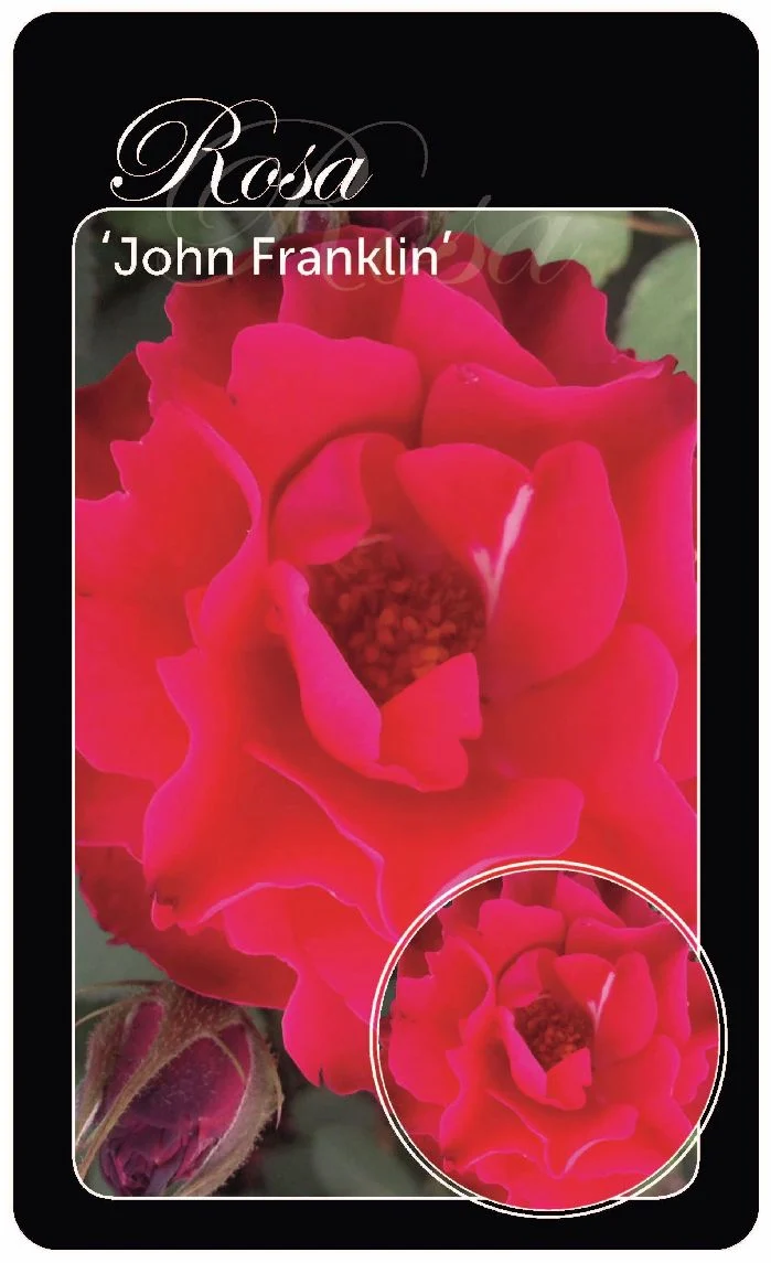 Rosa (H) 'John Franklin' Barrotad A-kvalitet