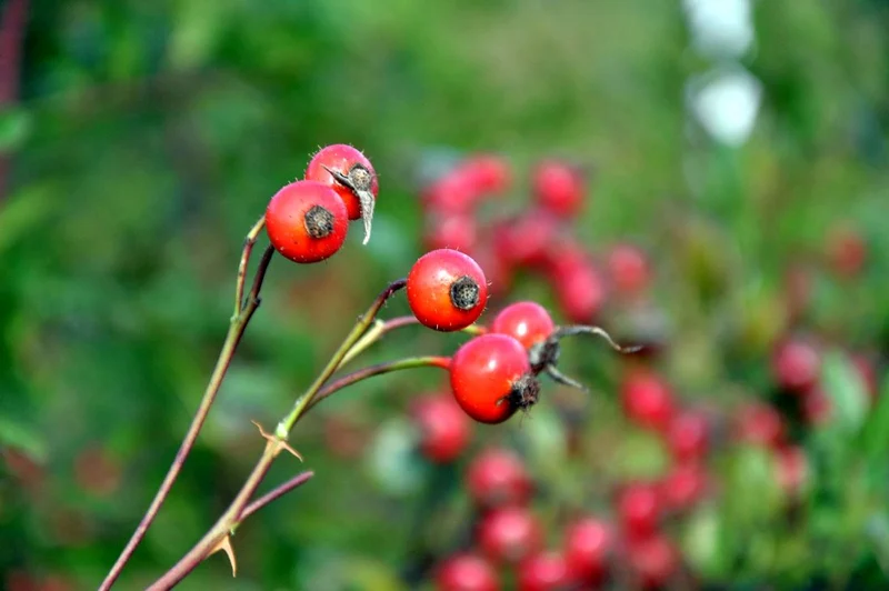 Rosa nitida C3 (3 liters kruka)