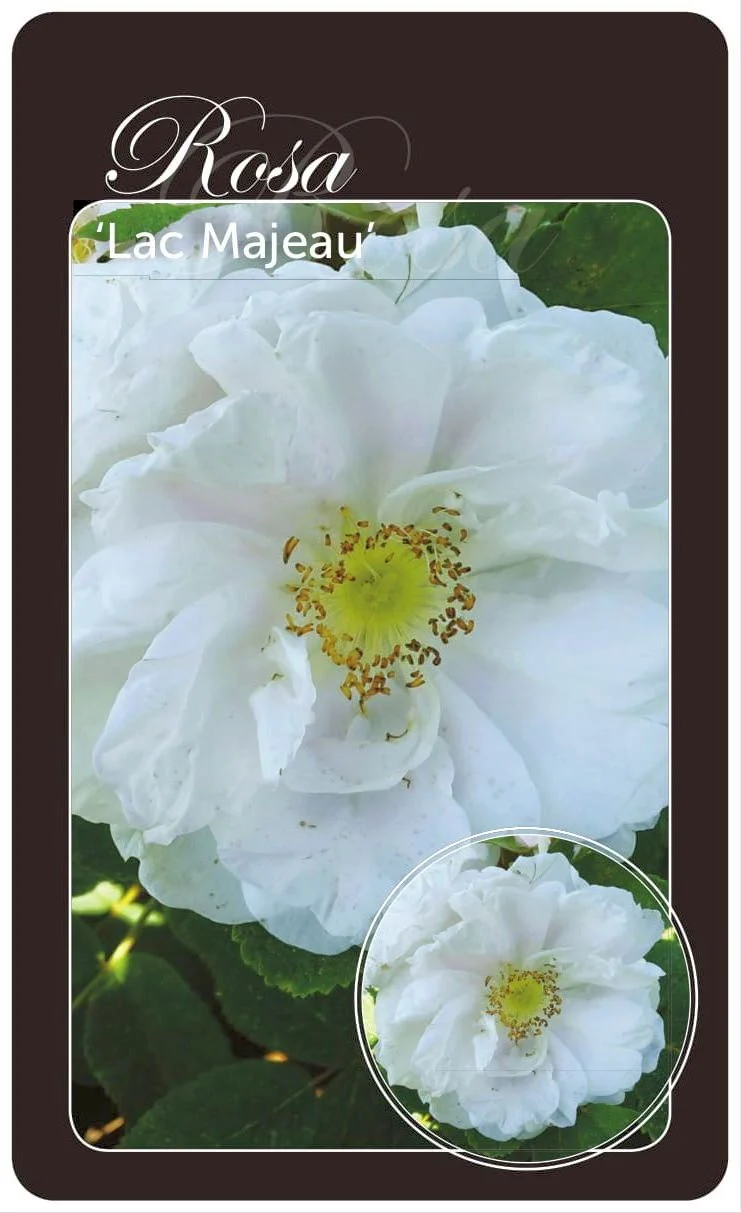 Rosa 'Lac Majeau' A-kvalitet rotäkta barrotad