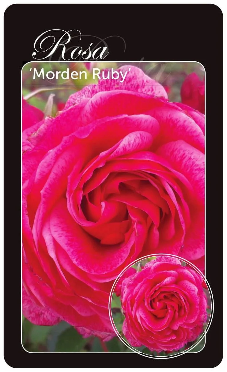 Rosa 'Morden Ruby' - Barrotad (A-kvalitet)