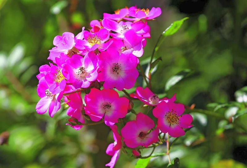 Rosa (H) 'Mozart' C1,5 (1,5 liters kruka)