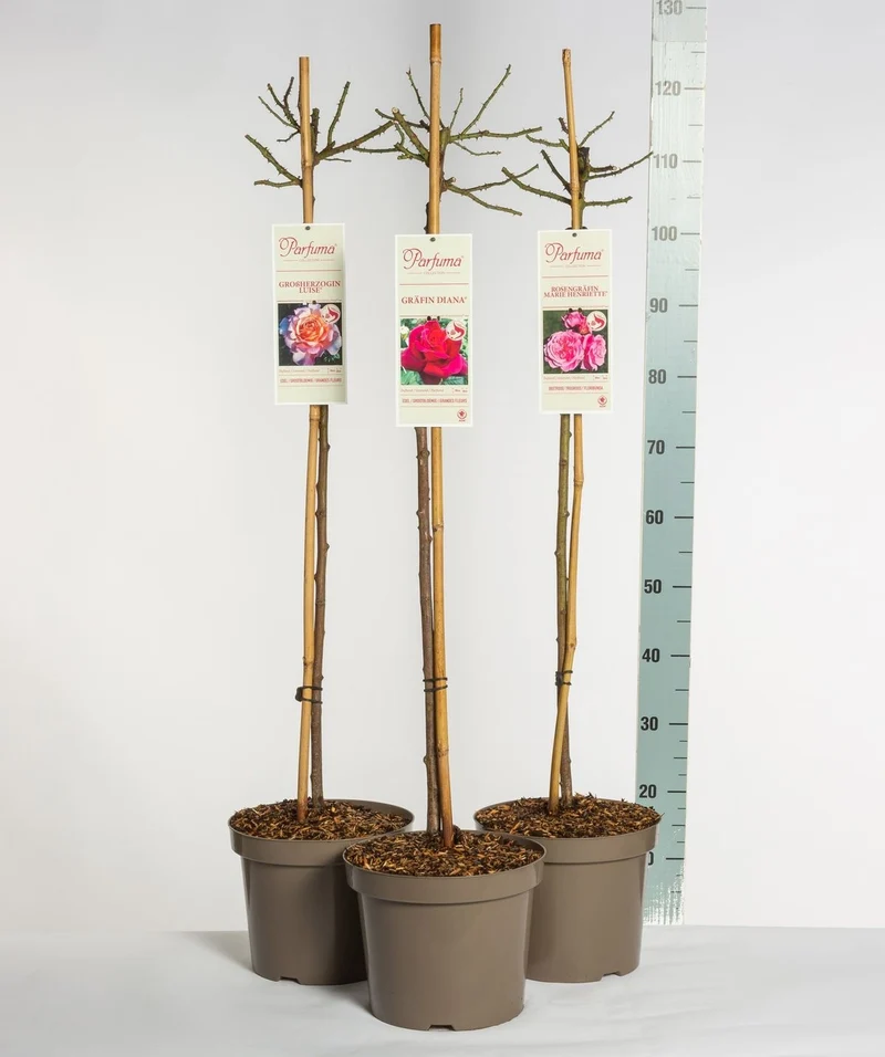 Rosa 'Parfuma'® i sorter 90 cm stam C7,5 (7,5 liters kruka)