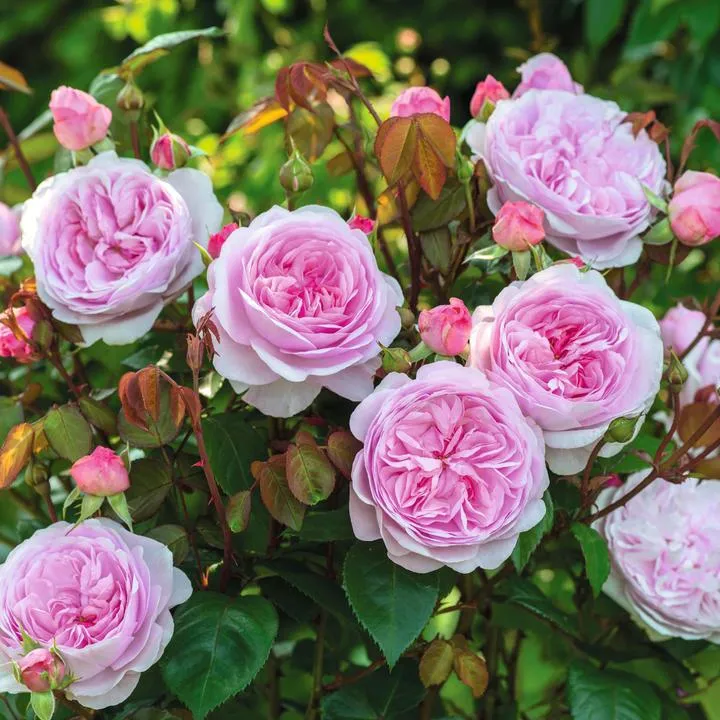 Rosa (H) 'Olivia Rose Austin' C3 (3 liters kruka)