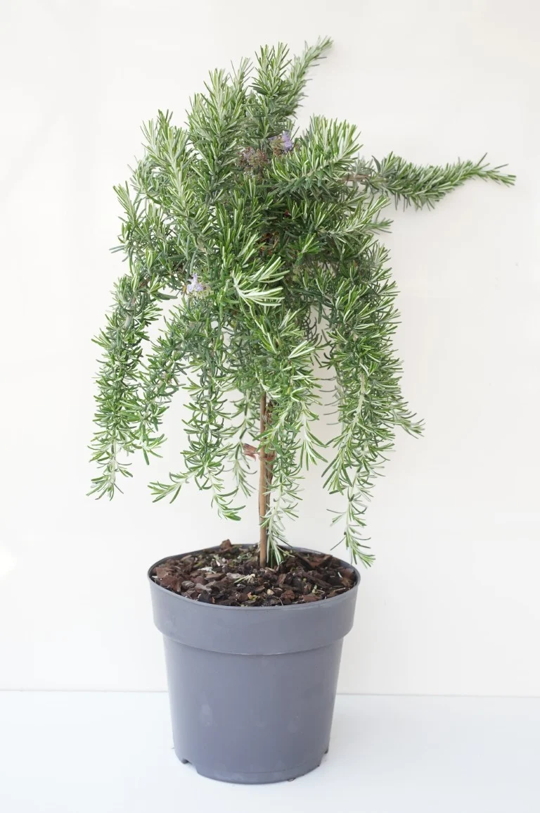 Rosmarinus officinalis 'Prostratus' på stam 60 cm - C2,5 (2,5 liters kruka)