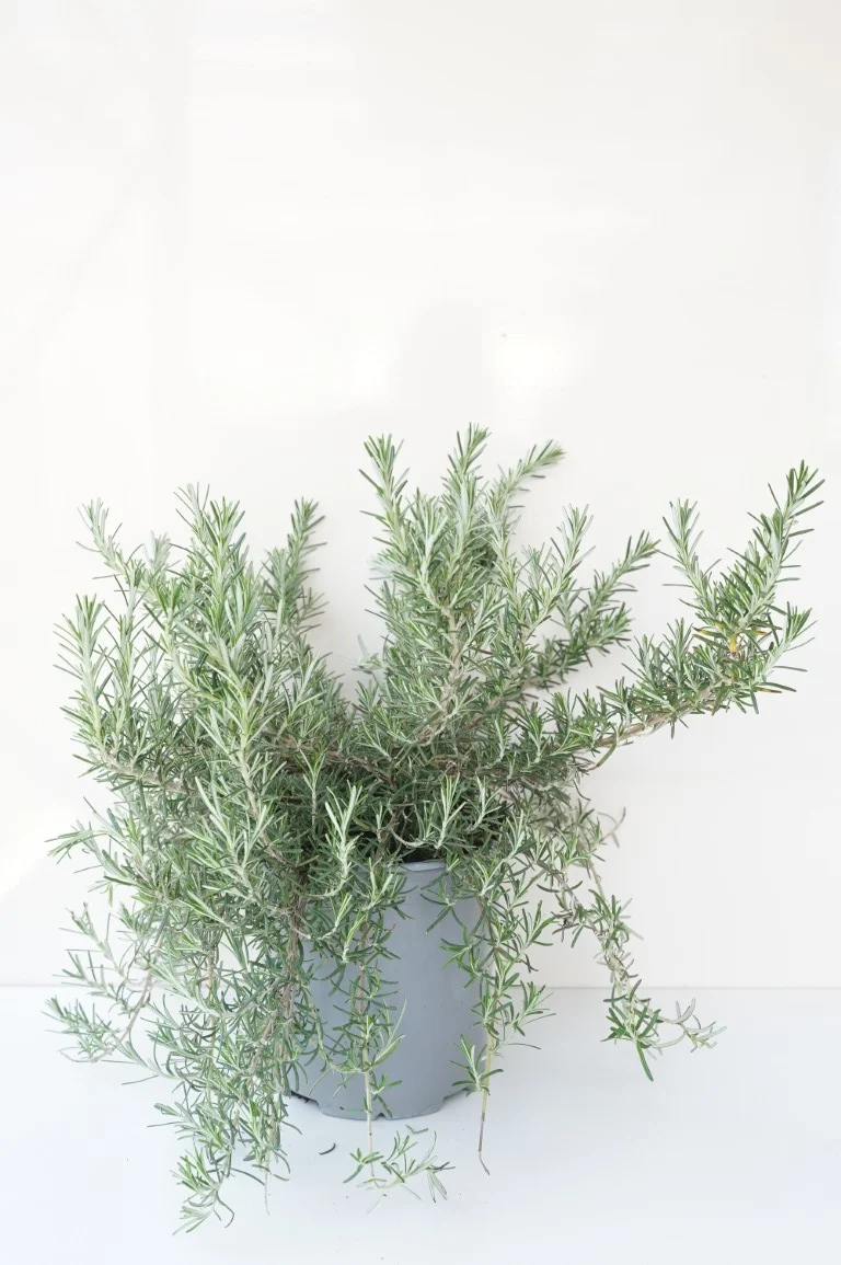 Rosmarinus off. 'Prostratus' C2,5 (2,5 liters kruka)