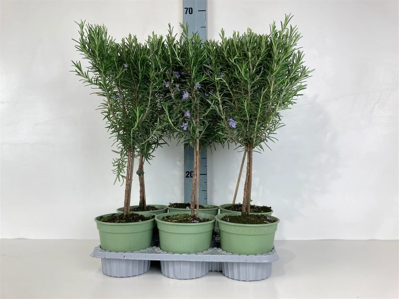 Rosmarinus officinalis 'Prostratus' 20 cm stam C1,5 (1,5 liters kruka)