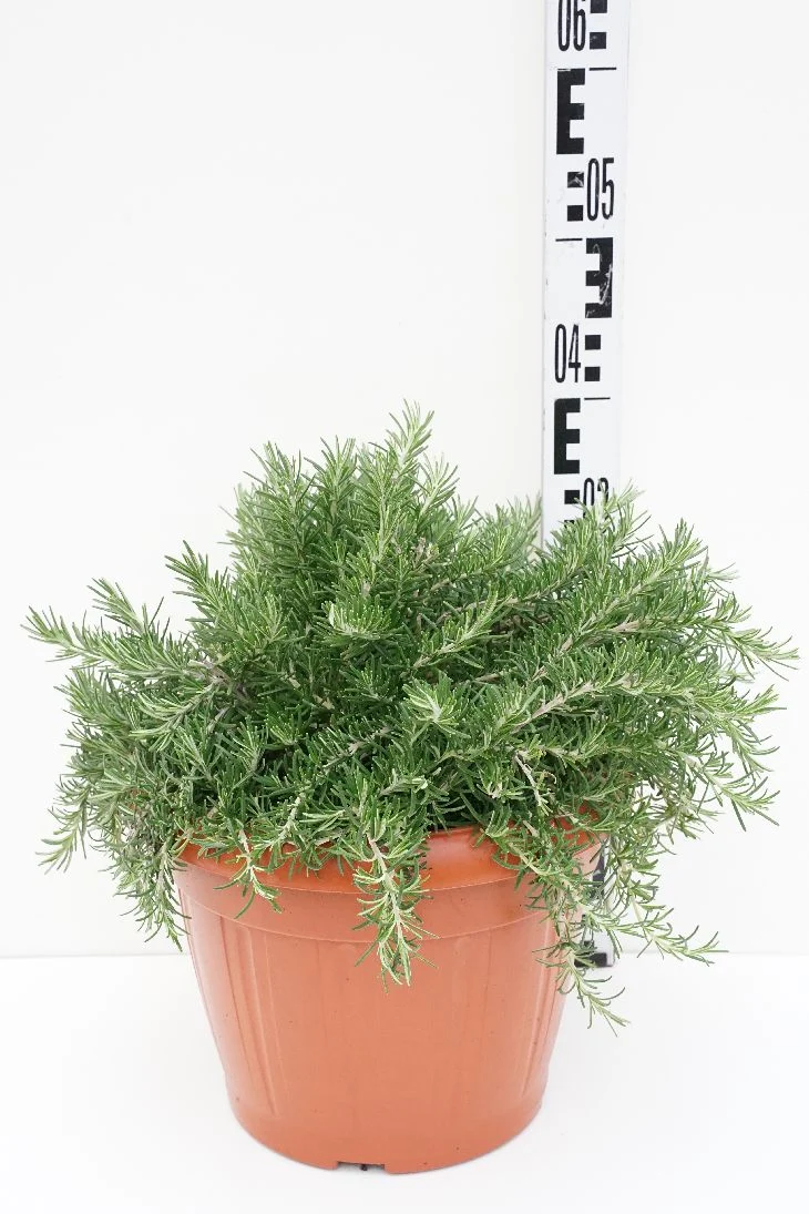 Rosmarinus off. 'Prostratus' 30 cm kruka buske