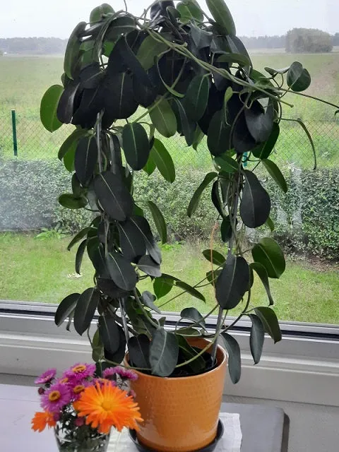 Växtstöd Droppe Galvad Large 79x42cm
