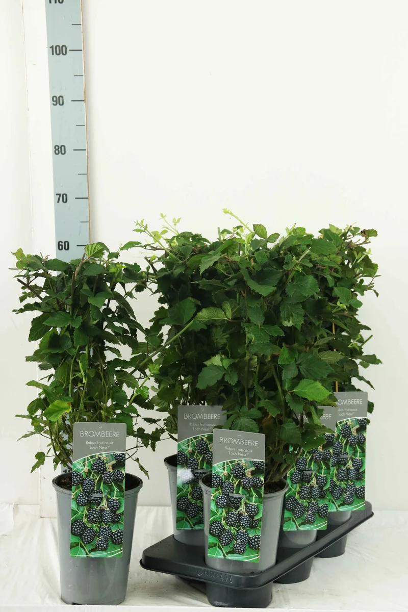 Rubus frut. 'Loch Ness' C3 (3 liters kruka) 40-60 cm
