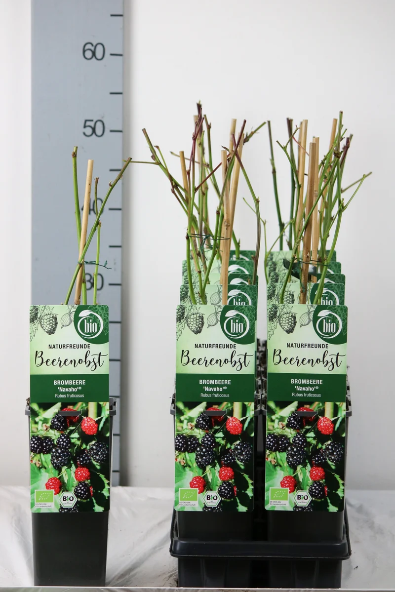Björnbär Rubus frut. 'Navaho' C2 (2 liters kruka) 30-40 cm