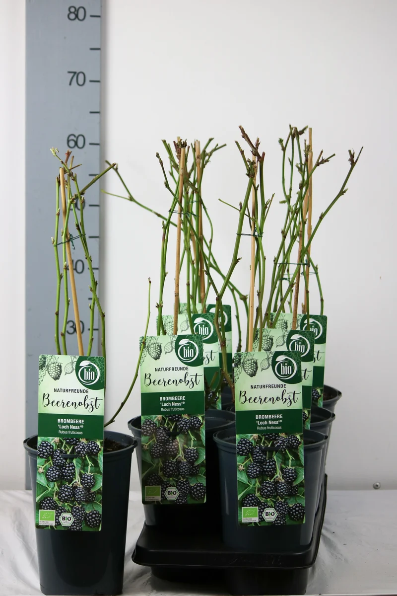 Rubus frut. 'Loch Ness' C3 (3 liters kruka) 40-50 cm