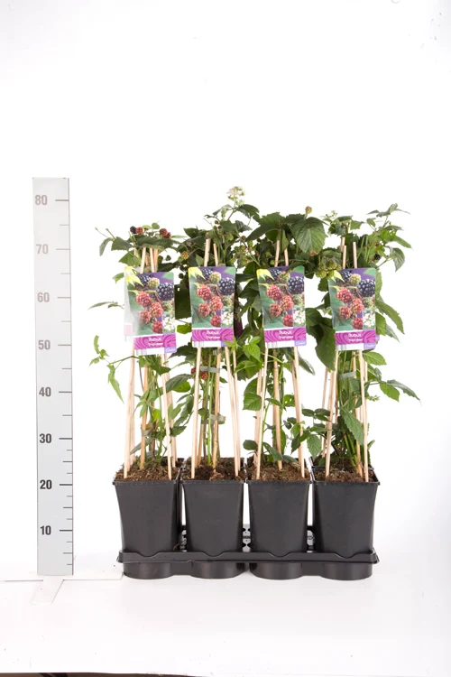 Rubus frut. 'Himalaya' C2,5 (2,5 liters kruka) 70 cm