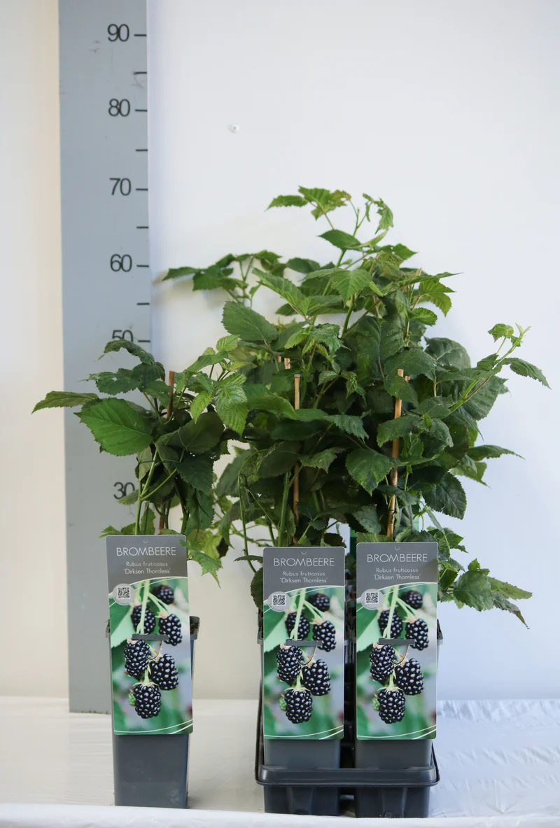 Rubus frut. 'Dirksen Thornless' C2 (2 liters kruka) 30-40 cm