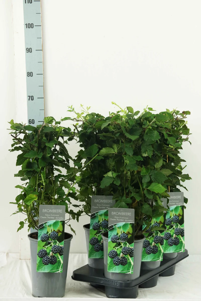 Rubus frut. 'Chester Thornless' C3 (3 liters kruka) 40-60 cm