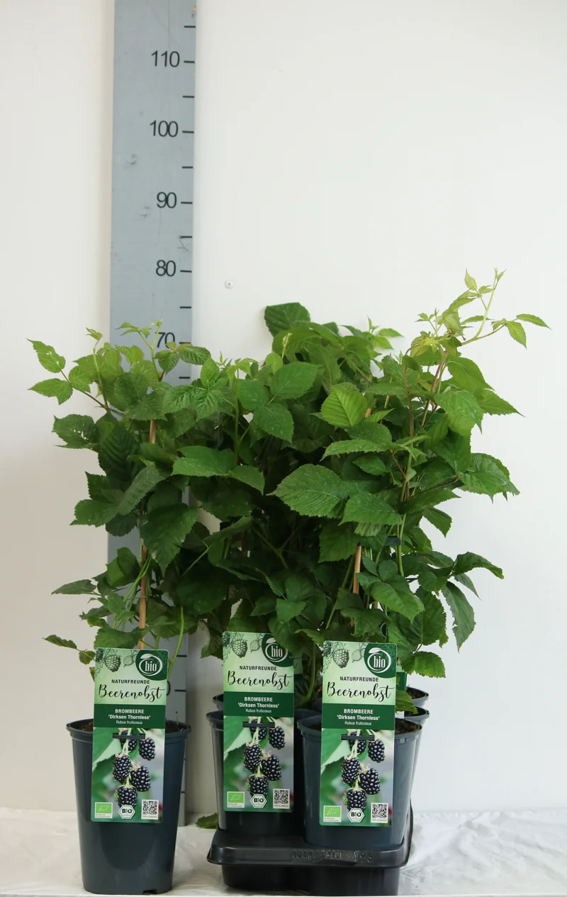 Rubus frut. 'Dirksen Thornless' C3 (3 liters kruka) 40-50 cm