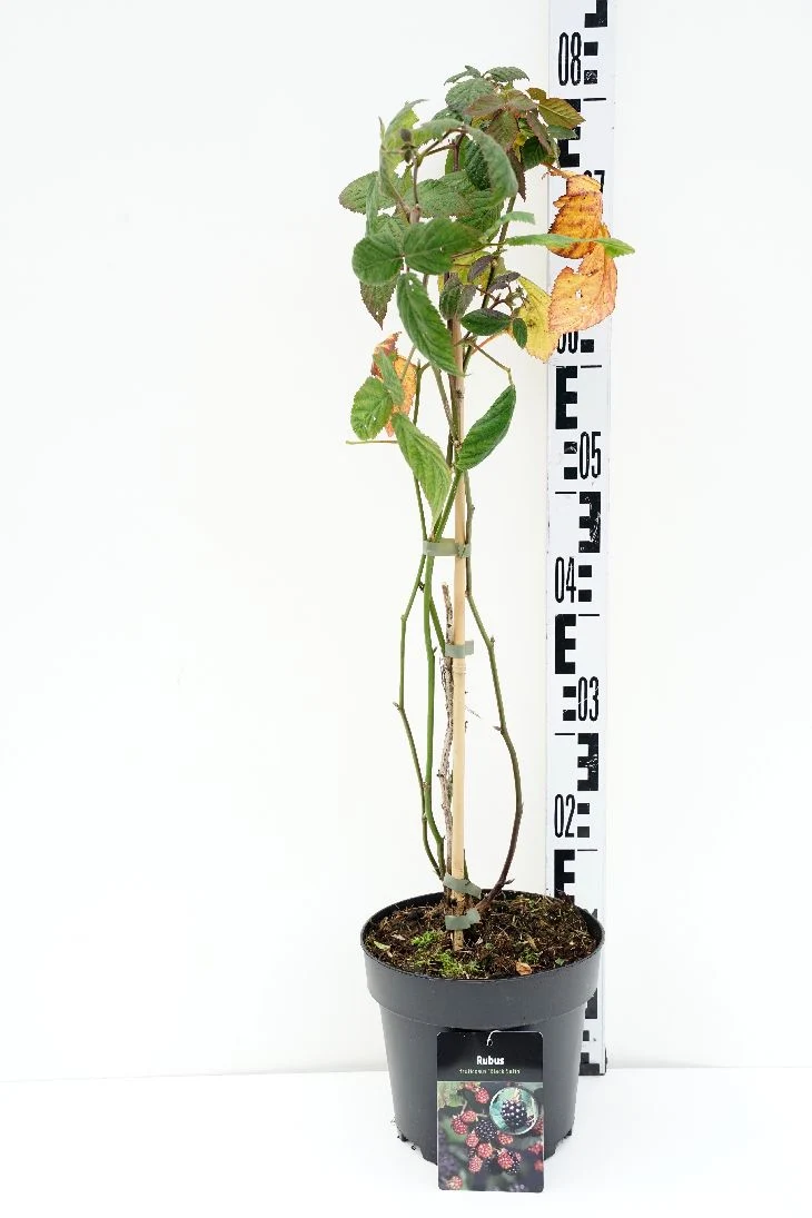 Rubus frut. 'Black Satin' C3 (3 liters kruka) 40-50 cm