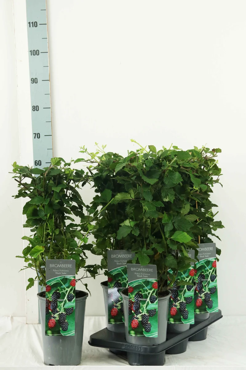 Rubus frut. 'Black Satin' C3 (3 liters kruka) / 19 cm kruka 40-60 cm