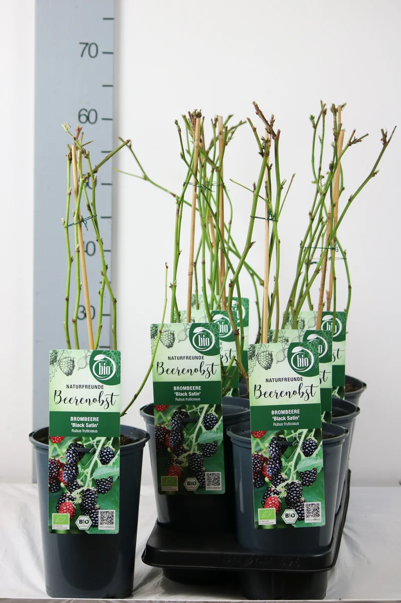 Rubus frut. 'Black Satin' C3 (3 liters kruka) 40-50 cm