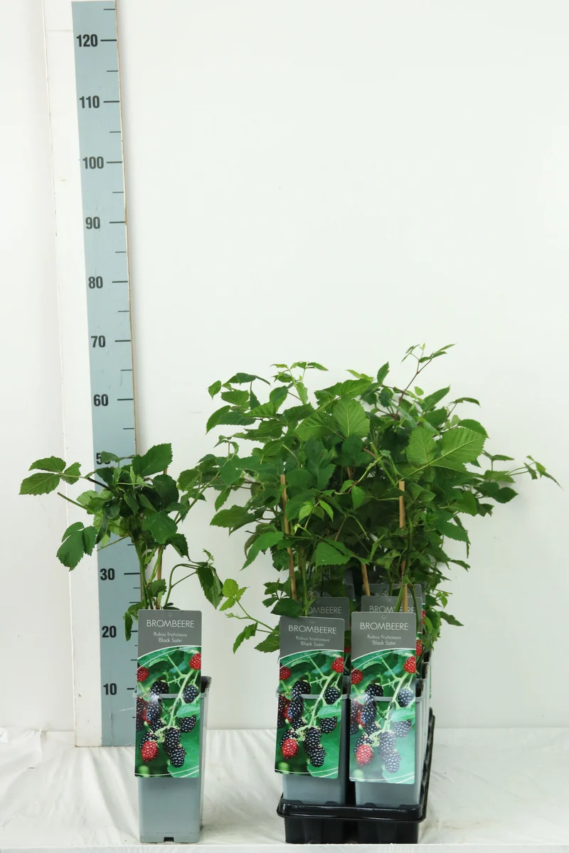 Rubus frut. 'Black Satin' C2 (2 liters kruka) 30–40 cm