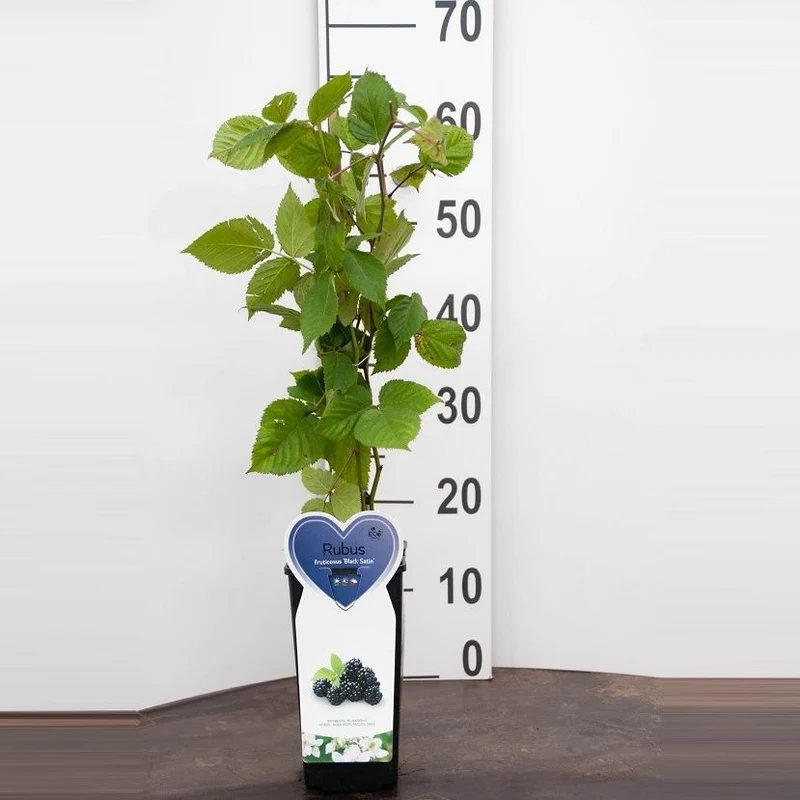Rubus frut. 'Black Satin' C2 (2 liters kruka)