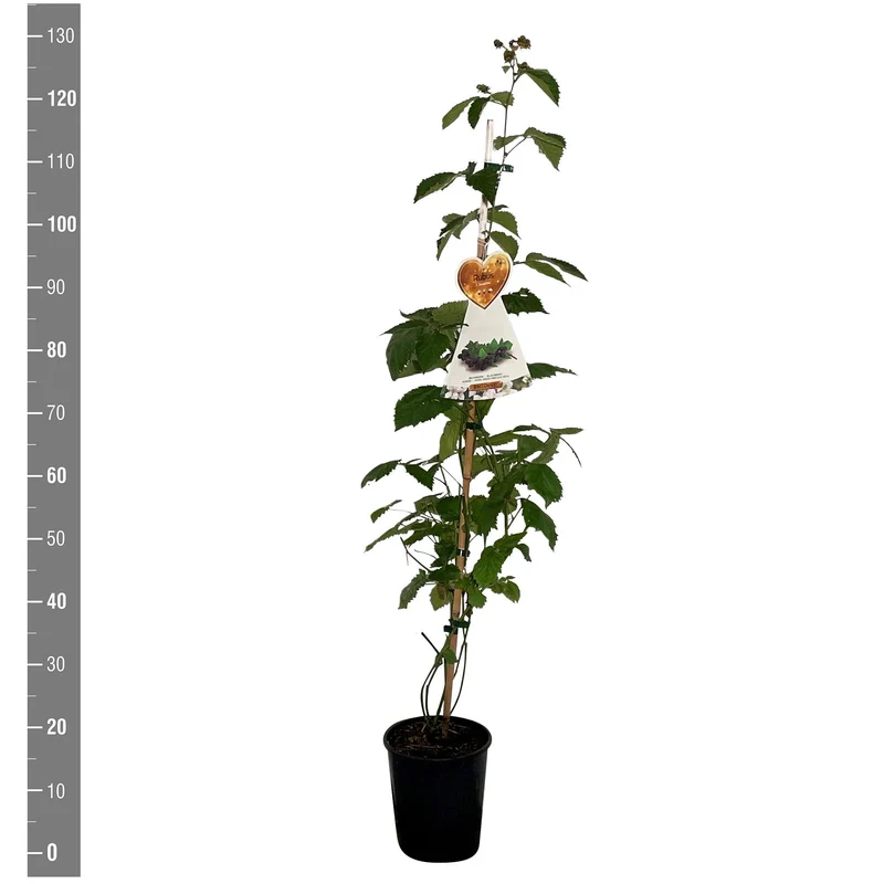 Rubus frut. 'Asterina'® C4 (4 liters kruka) 120 cm på käpp