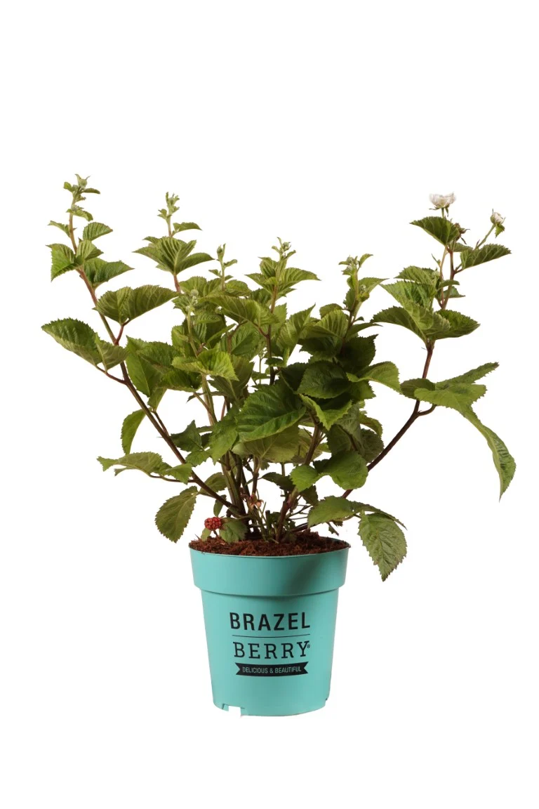 Rubus BrazelBerry® 'Baby Cakes'® C3 (3 liters kruka) 20-25 cm