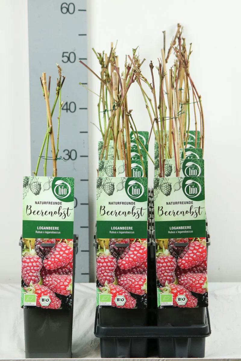 Rubus log. 'Loganberry' C2 (2 liters kruka) 30-35 cm