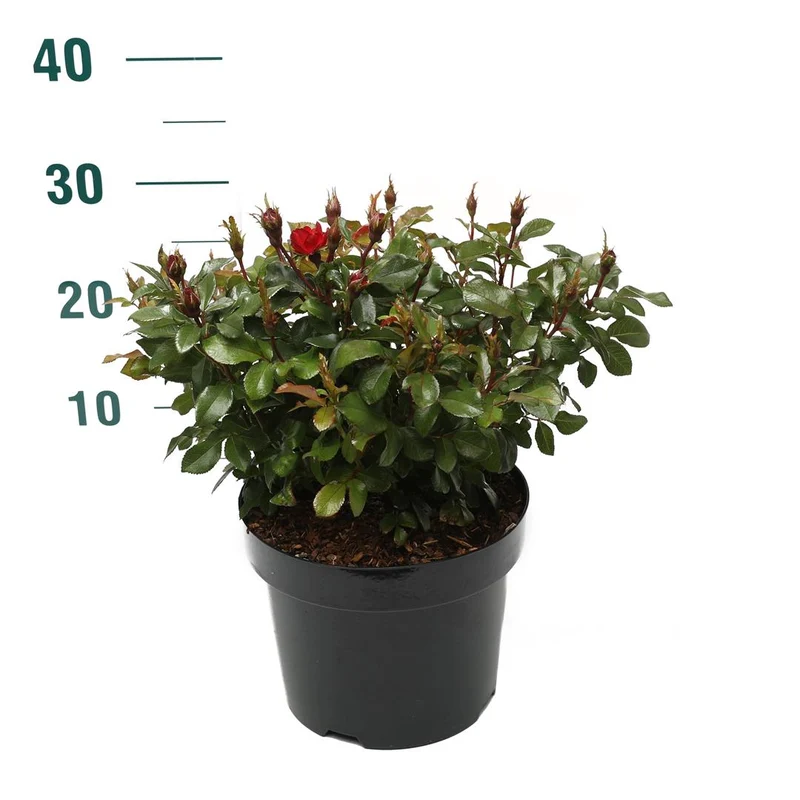 Rosa 'Zepeti' C15 (15 liters kruka)