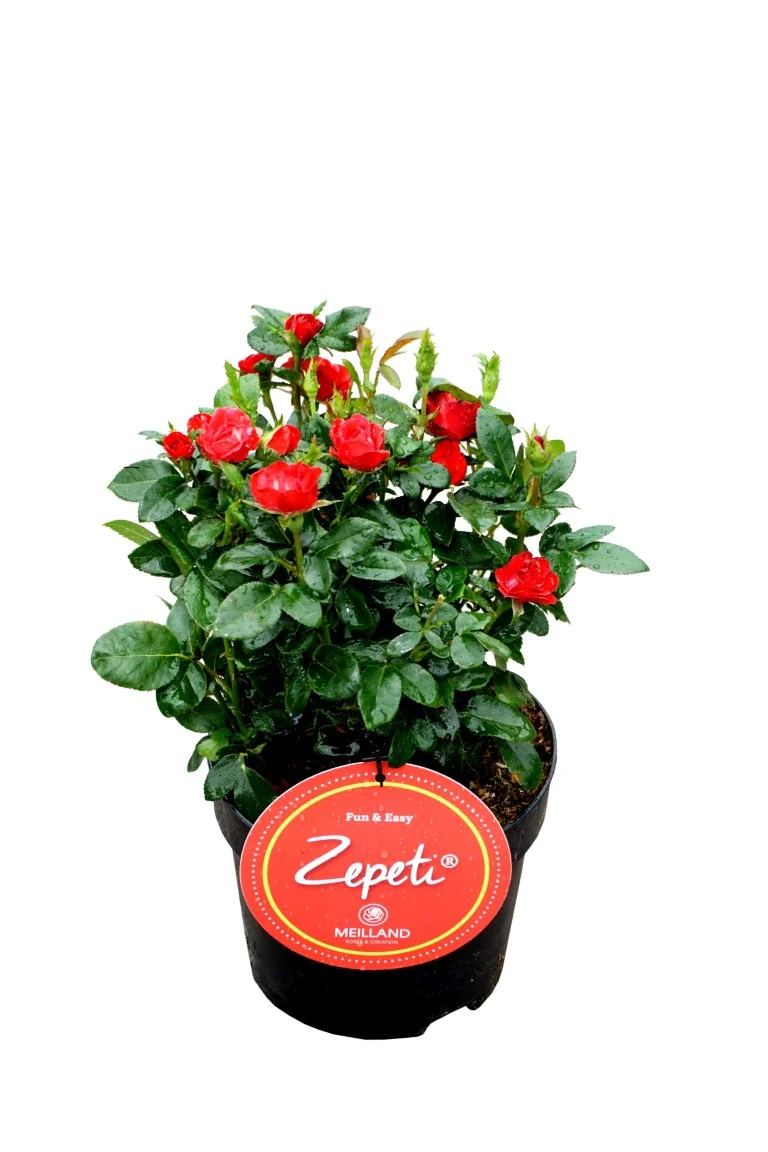 Rosa 'Zepeti' C2 (2 liters kruka)