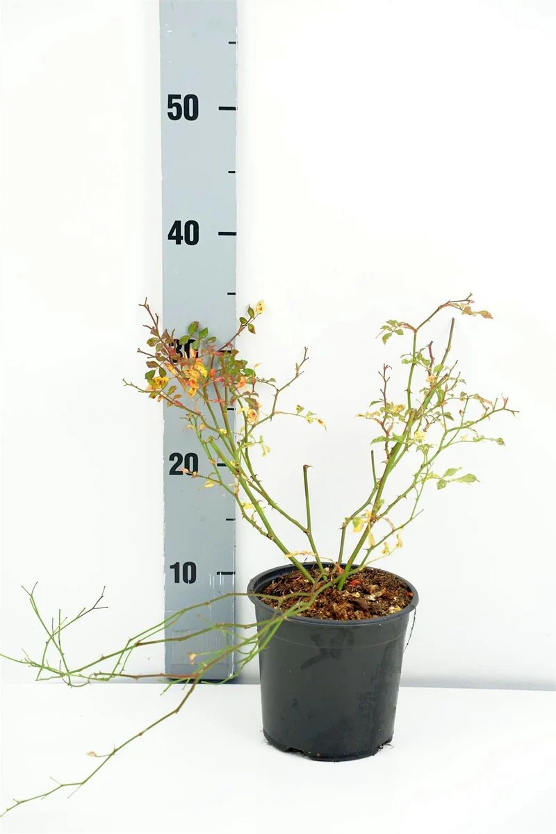 Rosa 'White Fairy' C1 (1 liters kruka) 15-20 cm