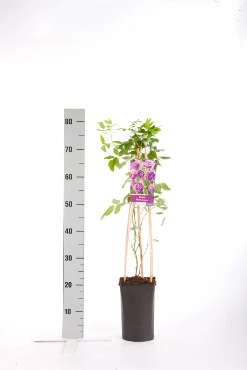 Rosa 'Veilchenblau' C2,5 (2,5 liters kruka) 70 cm