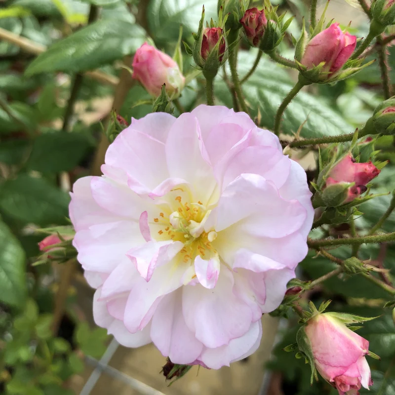 Rosa (K) 'Sweet Siluetta'® C5 (5 liters kruka)