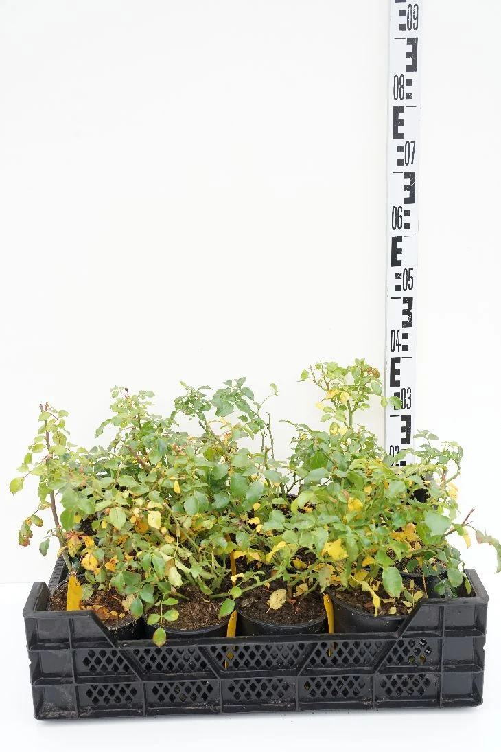 Rosa 'Stadt Rom' C1,5 (1,5 liters kruka)
