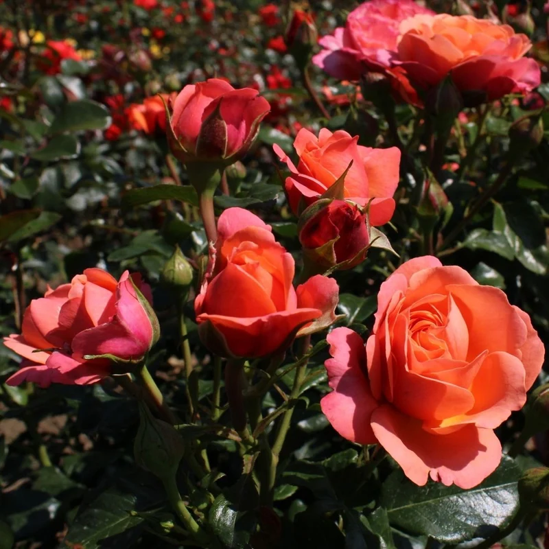 Rosa 'Lion's Rose' - Stamros 90 cm, C7,5 (7,5 liters kruka)