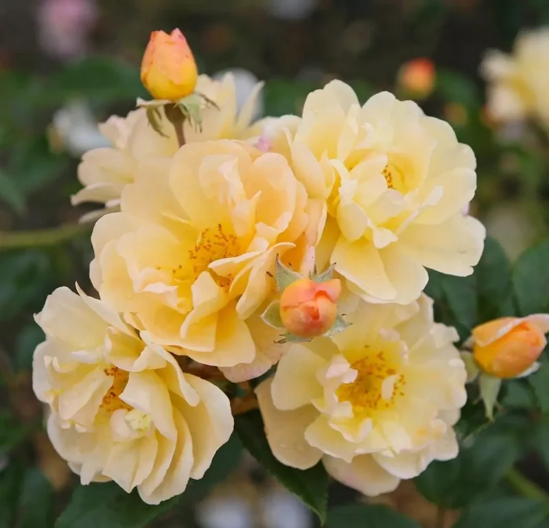 Rosa 'Sunny Siluetta'® - 110 cm stam, C7,5 (7,5 liters kruka)