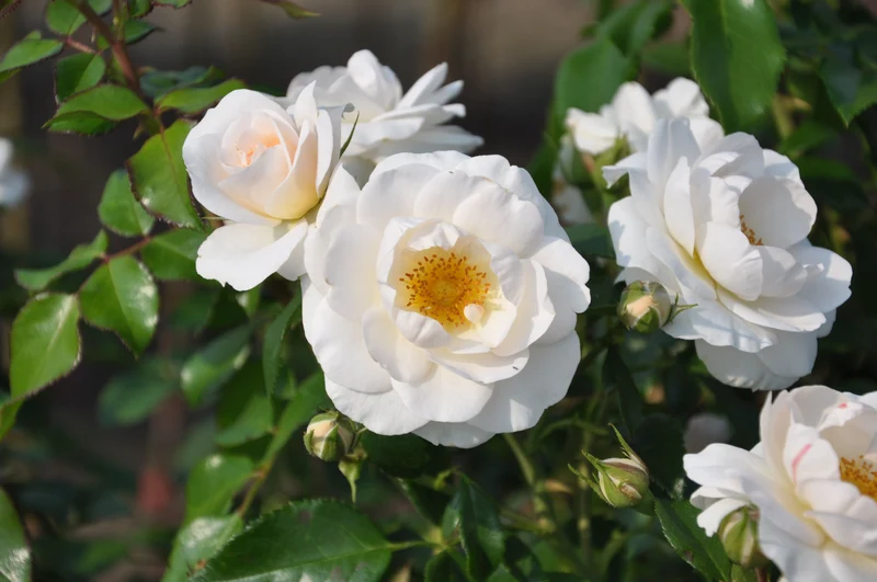Rosa 'Sirius'® 90 cm stam C7,5 (7,5 liters kruka)
