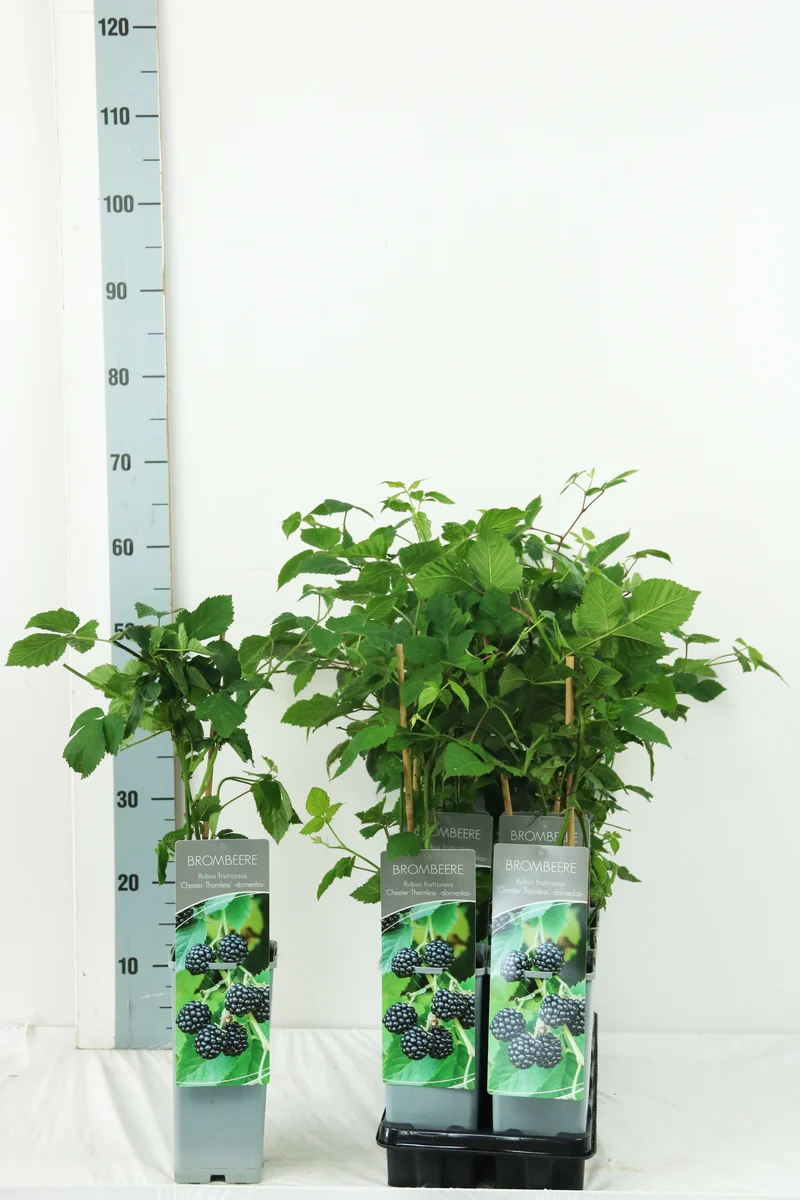 Rubus frut. 'Chester Thornless' C2 (2 liters kruka) 30-40 cm