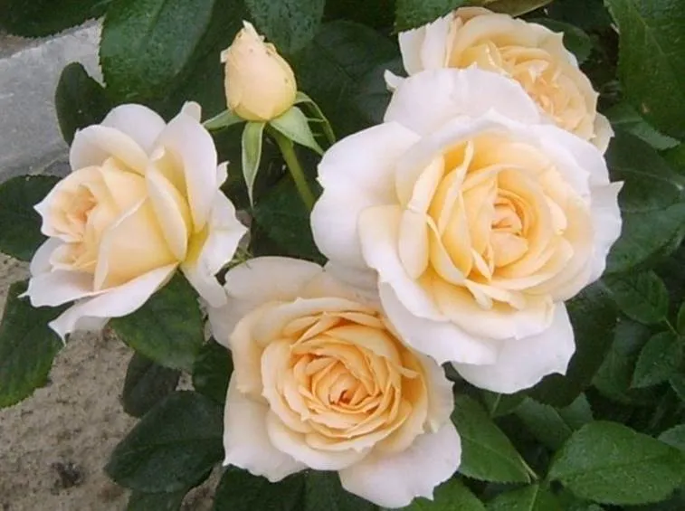 Rosa 'Lion's Rose' - stam 50 cm - C5 (5 liters kruka)