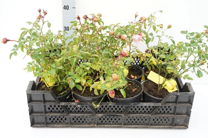 Rosa 'Lovely Fairy' C1,5 (1,5 liters kruka)