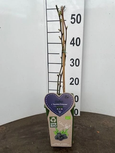 Rubus frut. 'Thornless Evergreen' C2 (2 liters kruka)