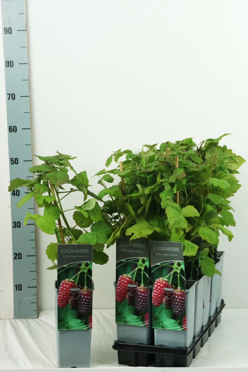 Rubus log. 'Loganberry' C2 (2 liters kruka) 30-40 cm