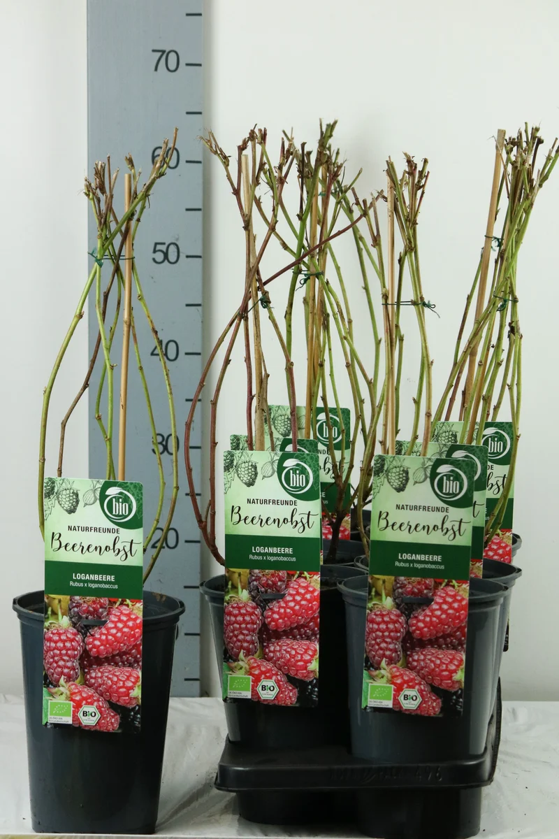 Rubus log. 'Loganberry' C3 (3 liters kruka) 40-50 cm