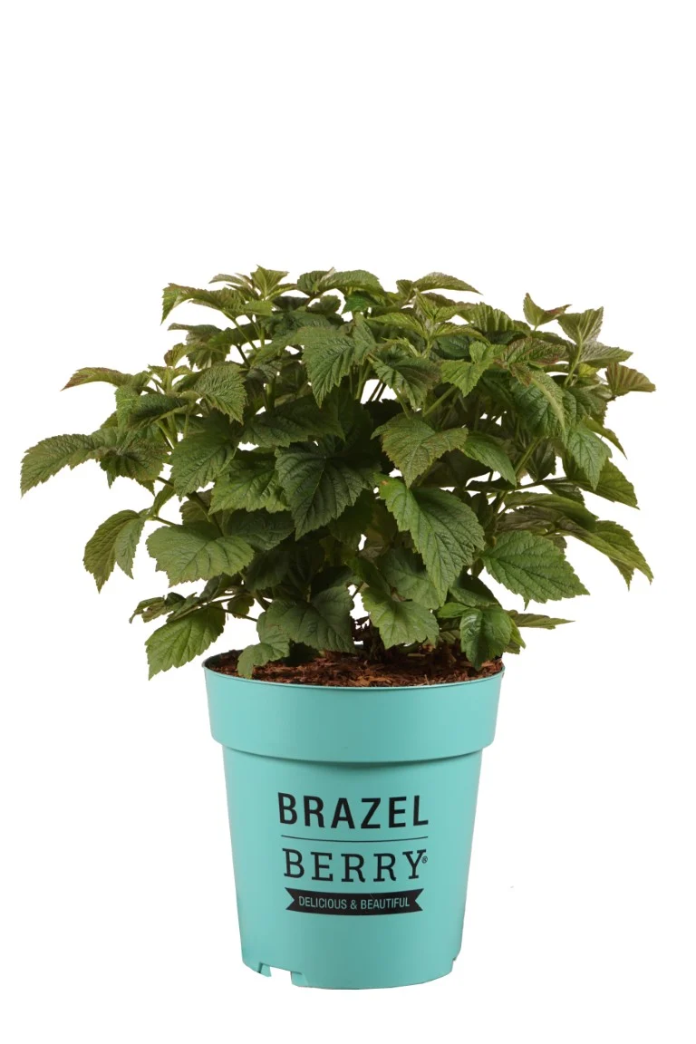 Rubus BrazelBerry® 'Ras.Shortcake'® C3 (3 liters kruka) / 19 cm kruka 20-25 cm