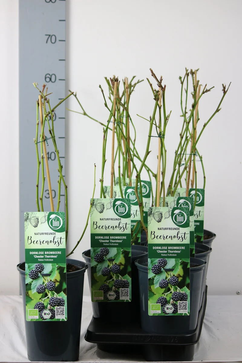 Rubus frut. 'Chester Thornless' C3 (3 liters kruka) / 19 cm kruka 40-50 cm