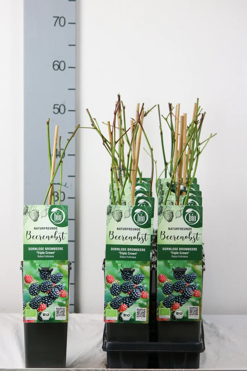 Rubus frut. 'Triple Crown' C2 (2 liters kruka) 30-35 cm