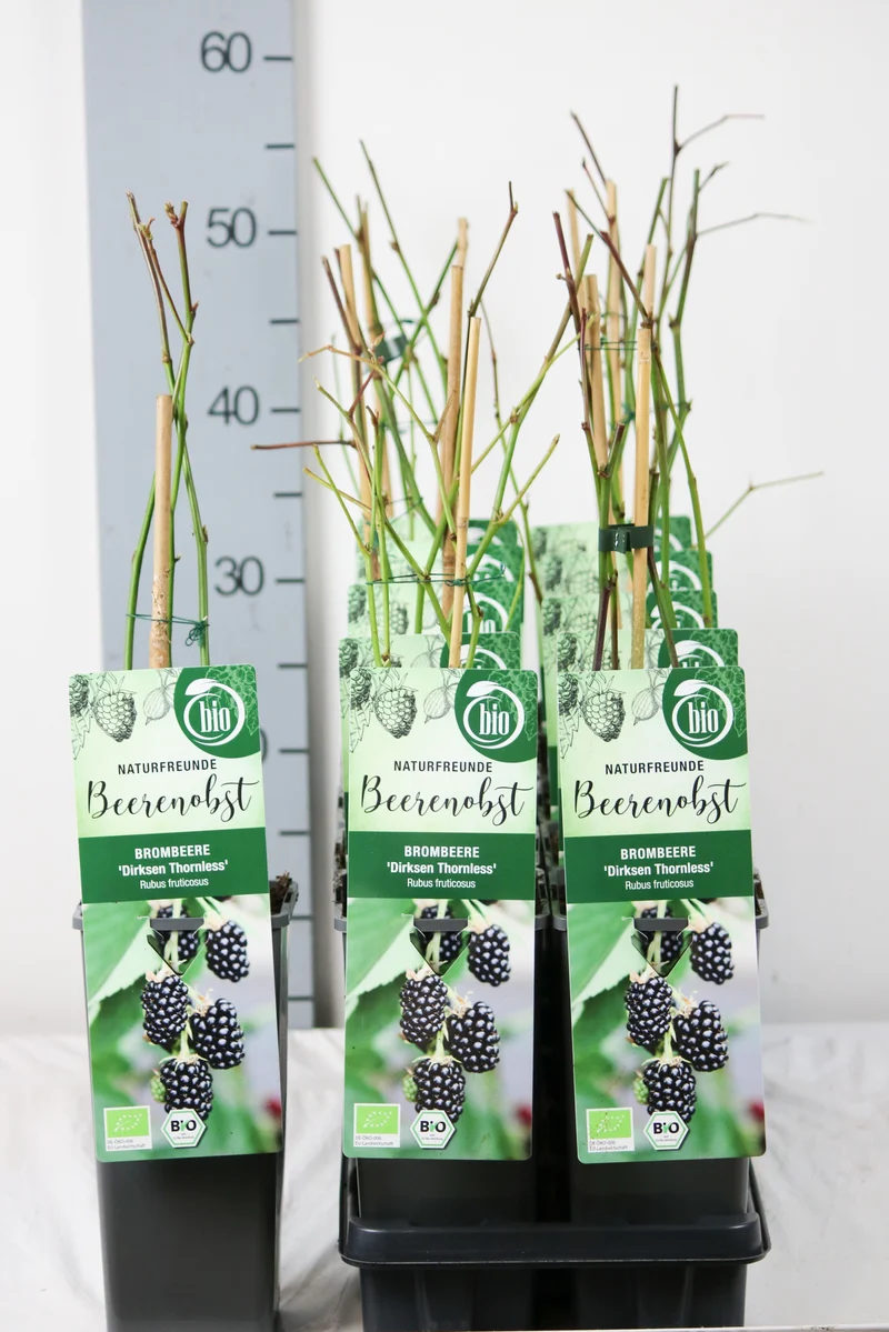 Rubus frut. 'Dirksen Thornless' C2 (2 liters kruka) 30-35 cm