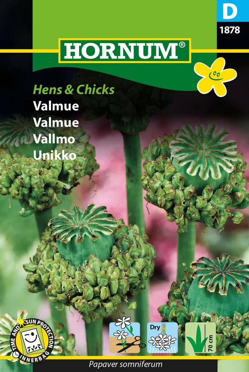 Vallmo 'Hens and Chicks'