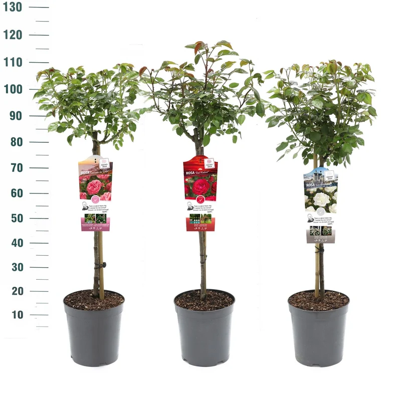 Rosa Mix Stam Exclusive Collection 60 cm stam, C5,5 (5,5 liters kruka)