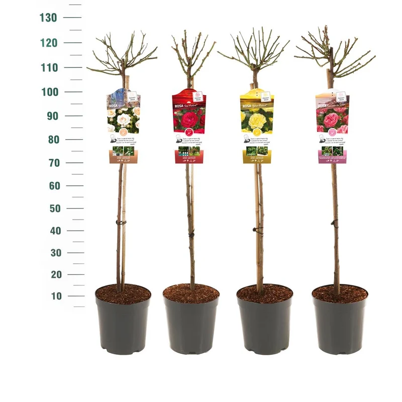 Rosa Mix Exklusiv Kollektion Stam 90 cm - C5 (5 liters kruka) / 23 cm kruka